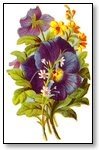 Floral pansies purple 003
