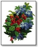 Christmas holly and blue bells 265