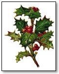 Christmas sprig of holly Image 284