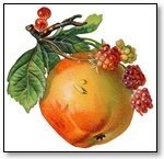 Peach and rasberries 006