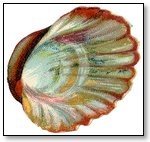 Animal oyster shell 