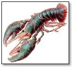 Crayfish blue 039