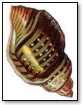 Sea snail image