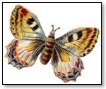 Butterfuly beige wings brown stripe body 157