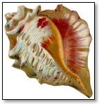 Animal sea shell apple murex