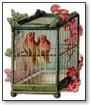 Love birds in square cage 205
