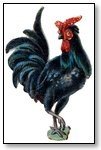 Animal rooster black 210