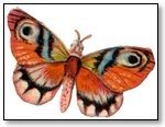 Orange tinted butterfly 216