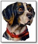 Animal Dog with red collar 281