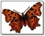Butterfly brown darker spots 190