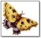 Moth colour image