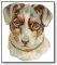 Dog white face light brown patches 275