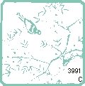 Bird in Blossom Frame Paper Cut 3991