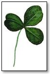 St Patricks Day  photo real 3 leaf clover 083 Image