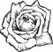 rose flower for engraving