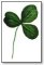 St Patricks Day  photo real 3 leaf clover 083 Image